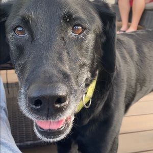 Meet your Posher, Nicky